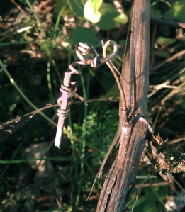 A grapevine **tendril** clinging to a twig
